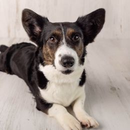 Australian Cattle Dogs and Cardigan Welsh Corgis from Shinra Cardigans and Teyvat ACDs