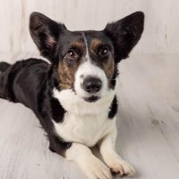 Australian Cattle Dogs and Cardigan Welsh Corgis from Shinra Cardigans and Teyvat ACDs