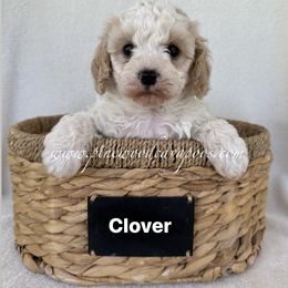 Cavapoo Puppies from Pinewood Cavapoos