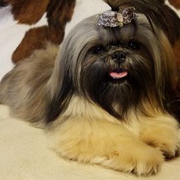 Bonsai - Shih Tzu
