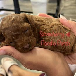 Poodle Puppies from Strawberry Poodle Patch