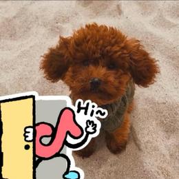Teddy - Poodle