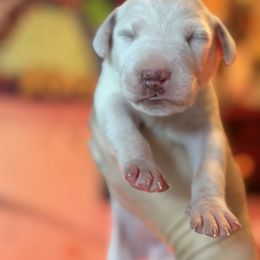 6th pick female - White and liver brown female Dalmatian puppy in Lake Mathews, California from Bully Market