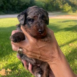 Breezie - Blue merle female Bernedoodle puppy in Millsap, Texas from Gaston’s Posh Poodles and Doodles