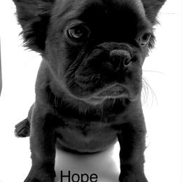 Hope - Black female French Bulldog puppy in Tulsa, Oklahoma from EvergreenEliteKennel
