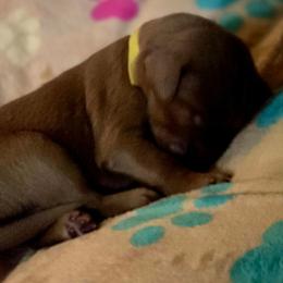 Yellow Collar Boy - Red  male Goldendoodle puppy in Newark, New Jersey from Westmorelandislandpups