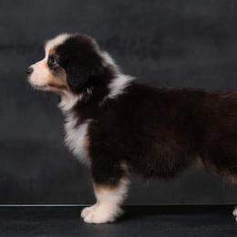 Australian Shepherd Puppies from Veritas Australian Shepherds