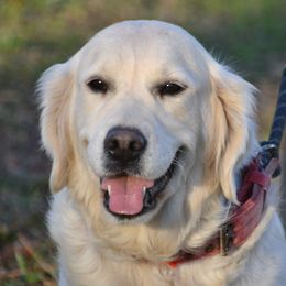 Bella - Golden Retriever