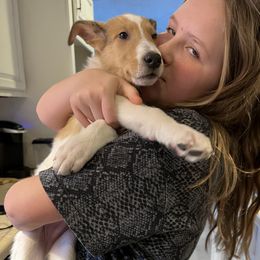 Collie Puppies from Lakeside Collies