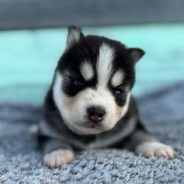 Jeremiah - Black and white male Pomsky puppy in Krum, Texas from Paw-Some Pomskies