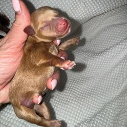 Dark red male - Wheaten male Miniature Schnauzer puppy in Forest, Virginia from Prestige Kennel LLC