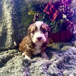 Carol - Red sable female Havanese puppy in Chaska, Minnesota from Happy Paws Havanese