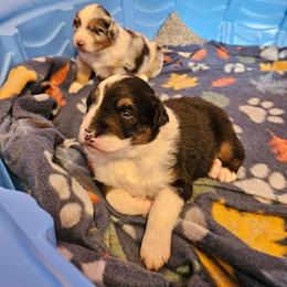 Turkey - Black tri-color male Australian Shepherd puppy in Fort Wayne, Indiana from Grand Ridge Australian Shepherds