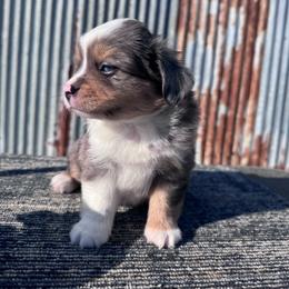 Steel - Blue merle male Toy Australian Shepherd puppy in Stephenville, Texas from Rising JM Pembrokes