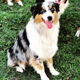 Australian Shepherd All Grown Up from Rock Springs Australian Shepherds