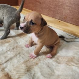 Girl 1 - American Pit Bull Terrier puppy in Glen Burnie, Maryland from Blue Antics
