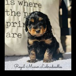 Boy 1 - Apricot male Australian Labradoodle puppy in Florence, New Jersey from Royal Manor Labradoodles
