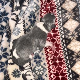 Olaf - White and blue male Whippet puppy in London, Kentucky from Tigger’s Whippets