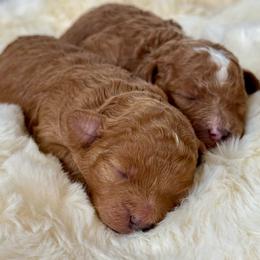 Mr Red - Red male Cavapoo puppy in Norton Shores, Michigan from Dune Pack Doodles and Poodles
