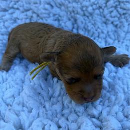 Ruby - Red  female Poodle puppy in Greenville, South Carolina from Wendy's House Of Poodles LLC