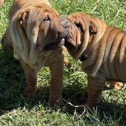 Girl 4 - Red fawn female Chinese Shar-Pei puppy in Fairfield, Texas from Majesty SharPei