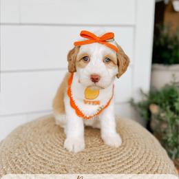 Bosun - Yachties - Caramel female Australian Labradoodle puppy in Syracuse, Indiana from The Doodle Cove