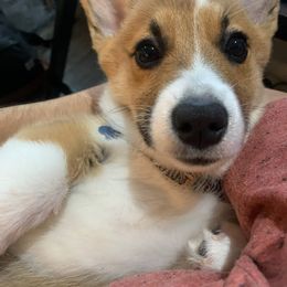 Pembroke Welsh Corgi Puppies from Princess Zelda Corgis