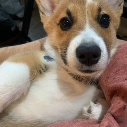 Pembroke Welsh Corgi Puppies from Princess Zelda Corgis