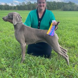 Phoebe - Silver gray female Weimaraner puppy in Sevierville, Tennessee from K&K Weimaraners
