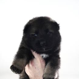 Fury - Sable female German Shepherd puppy in Coarsegold, California from Yosemite Shepherds