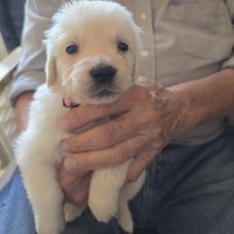 Liberty (Girl 1) - Light golden female Golden Retriever puppy in Elizabeth, Colorado from Blazing Star Goldens