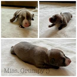 Miss. Grumpy - White and blue fawn female Italian Greyhound puppy in Texas from Italian Greyhounds of Frisco