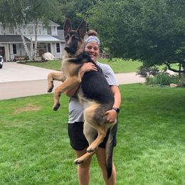 German Shepherd Puppies from Dawnhill