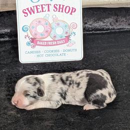 Aubry - Blue merle female Miniature Australian Shepherd puppy in Lufkin, Texas from Texas Lil Cowdogs