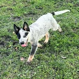 Boy 2 - Blue speckled male Australian Cattle Dog puppy in Iowa from OverTime Cattle Dogs