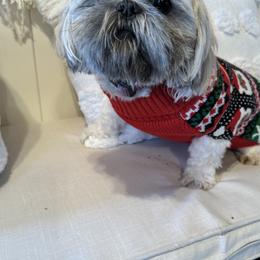 Cassie - Shih Tzu