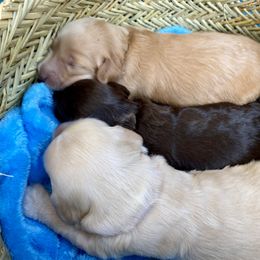 Australian Labradoodle Puppies from Salona- Australian Labradoodles of North America