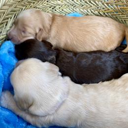 Australian Labradoodle Puppies from Salona- Australian Labradoodles of North America