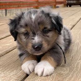 Miniature Australian Shepherds and Toy Australian Shepherds from Spirited Dreams Mini and Toy Aussies