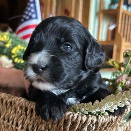 Cascade, 2 weeks old - Black female Whoodle puppy in Crawford, Colorado from Saddle Mountain Doodles