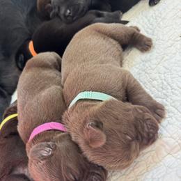 Aqua - Chocolate female Labrador Retriever puppy in North East, Pennsylvania from Newara’s Dog House LLC