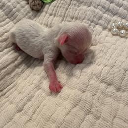 Green male - Parti male Maltipoo puppy in Royse City, Texas from Cleveland's Poodles & Toy Maltipoo’s
