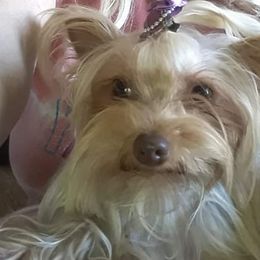 Yorkshire Terriers from Linda's Yorkies