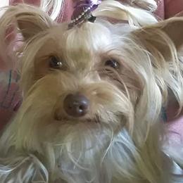Yorkshire Terriers from Linda's Yorkies