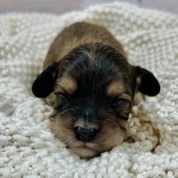 Ivy - Chocolate female Cavapoo puppy in Lancaster, Missouri from Cavapoo Acres
