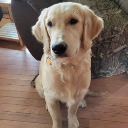 Tucker - Golden Retriever