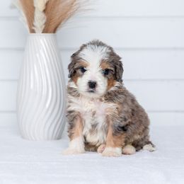Bernedoodle Puppies from Pawsh Bernedoodles