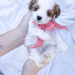 Purple - White female Cavapoo puppy in Northport, Alabama from Alex Camp