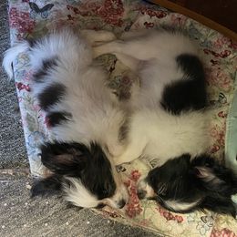 Papillon Puppies from Heise Papillons