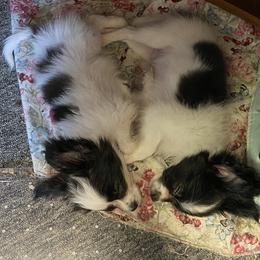 Papillon Puppies from Heise Papillons